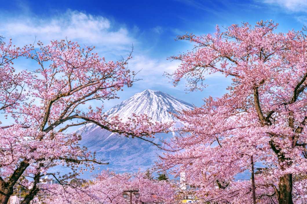 Spring Blossoms Mount Fuji