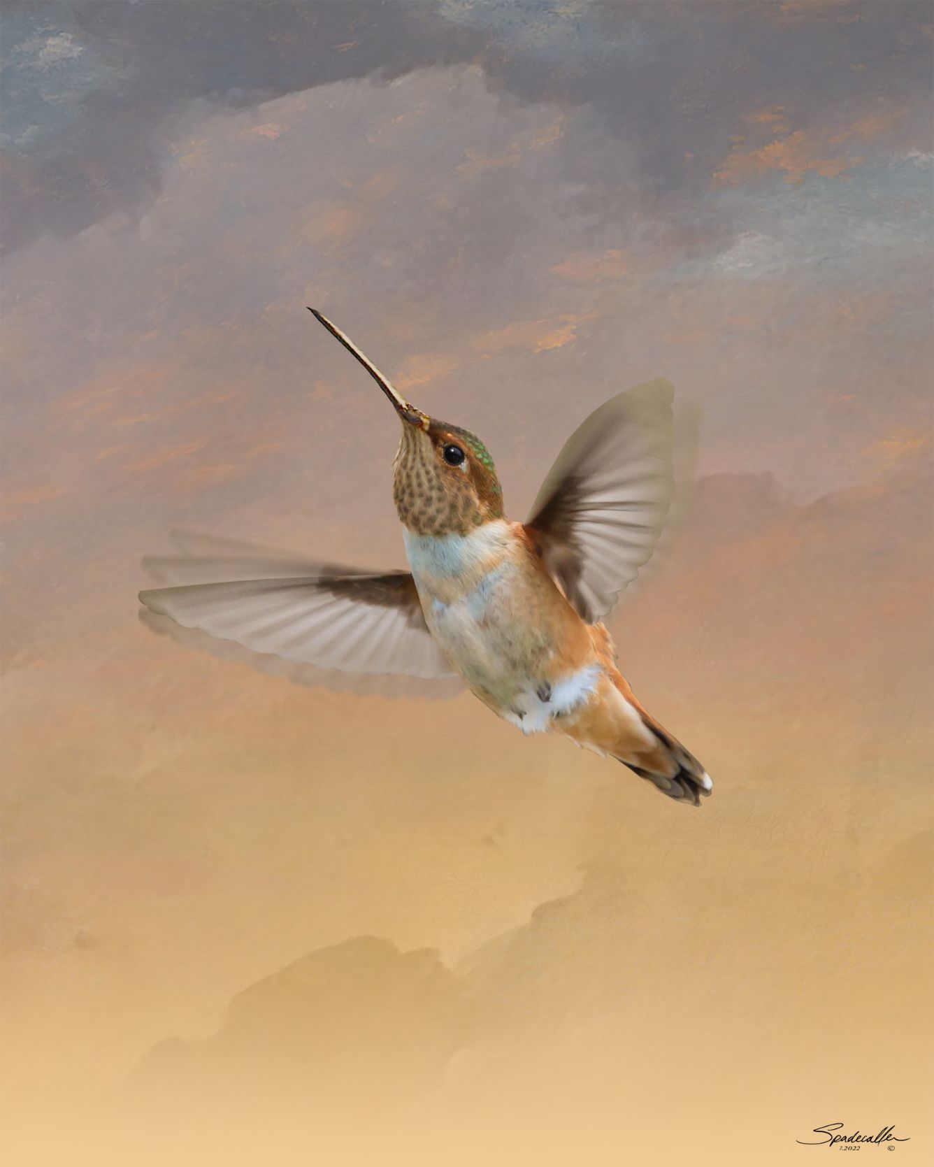 Flight of the Rufous Hummingbird