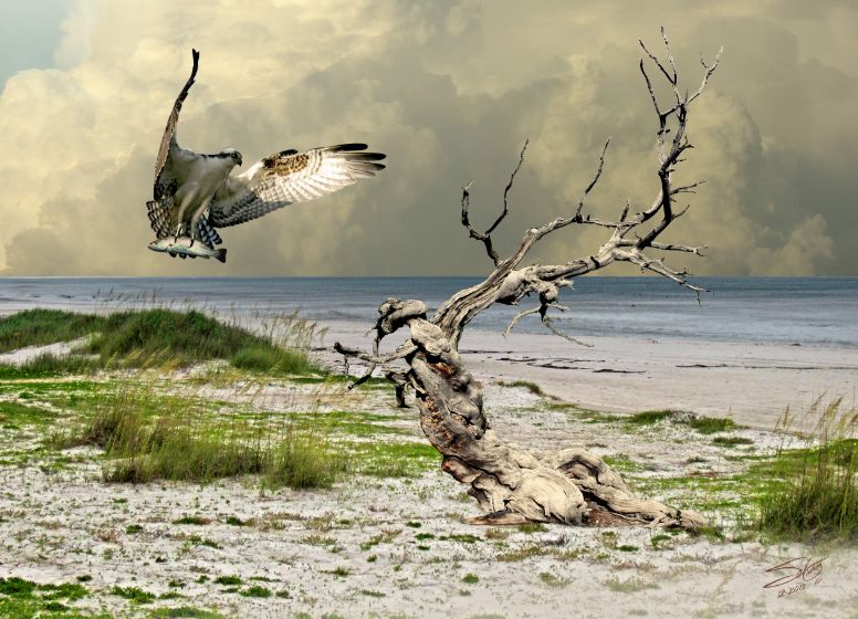 Ospreys Catch